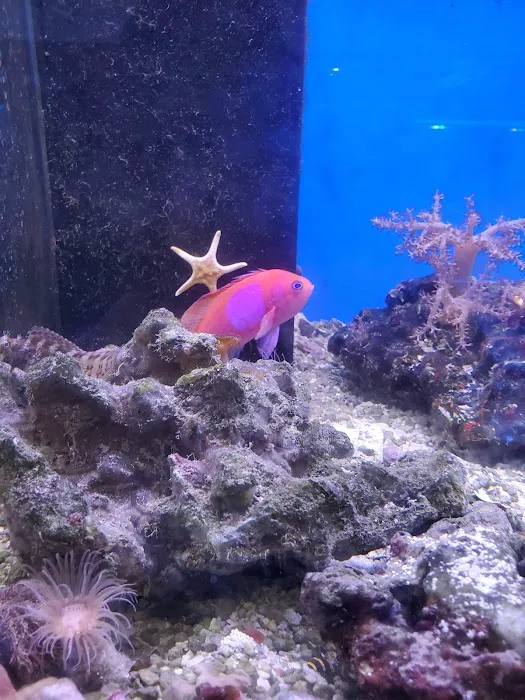 New Wave Aquaria 2