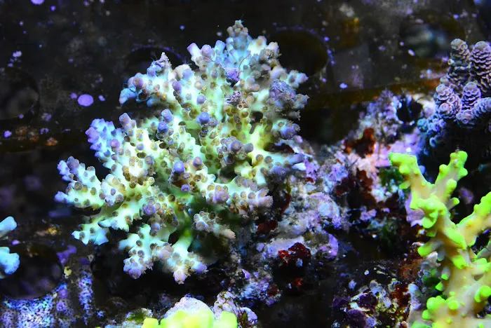 New Wave Aquaria 5