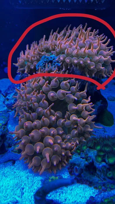 New Wave Aquaria 9