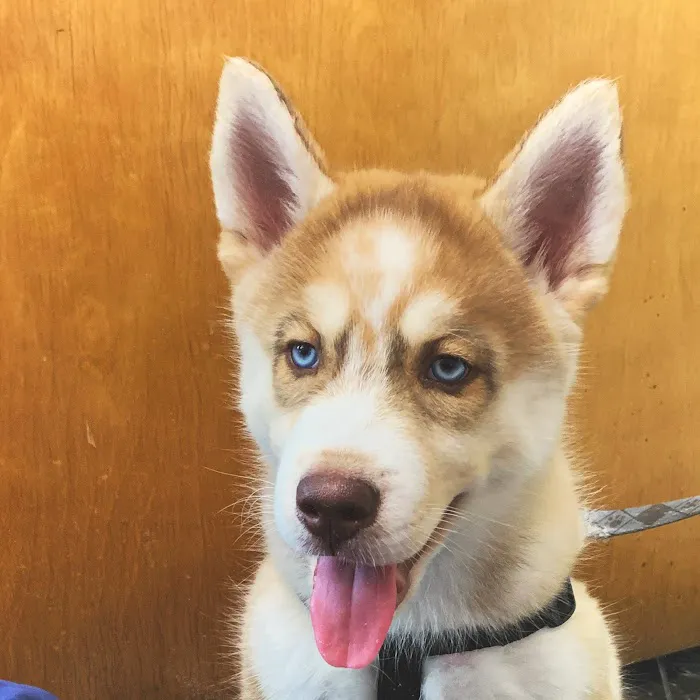 Riverside Animal Hospital 12