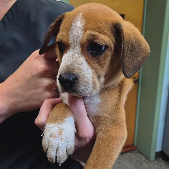 Riverside Animal Hospital 12