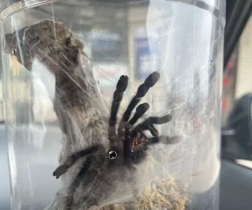 One Love Tarantulas