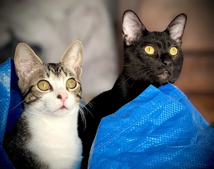 Seaglass Spay Neuter 12