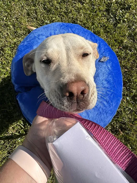 Seaglass Spay Neuter 12