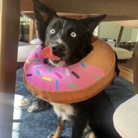 Seaglass Spay Neuter ico