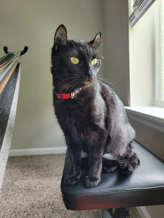 Seaglass Spay Neuter 12