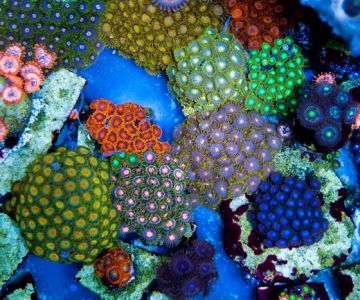 Aquatic System Solutions