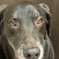 Palm Valley Veterinary Center ico
