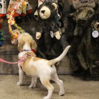 Chuck & Don's Pet Food & Supplies ico