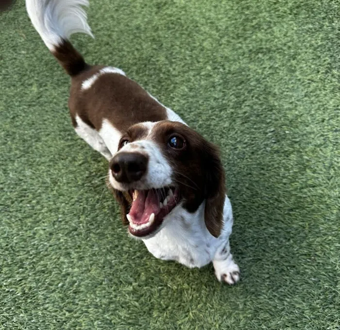 Animal Care of Ponte Vedra 12