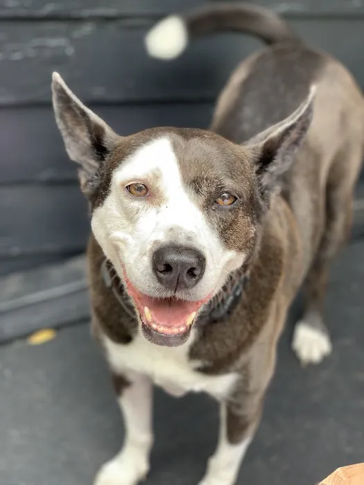 Animal Care of Ponte Vedra 12