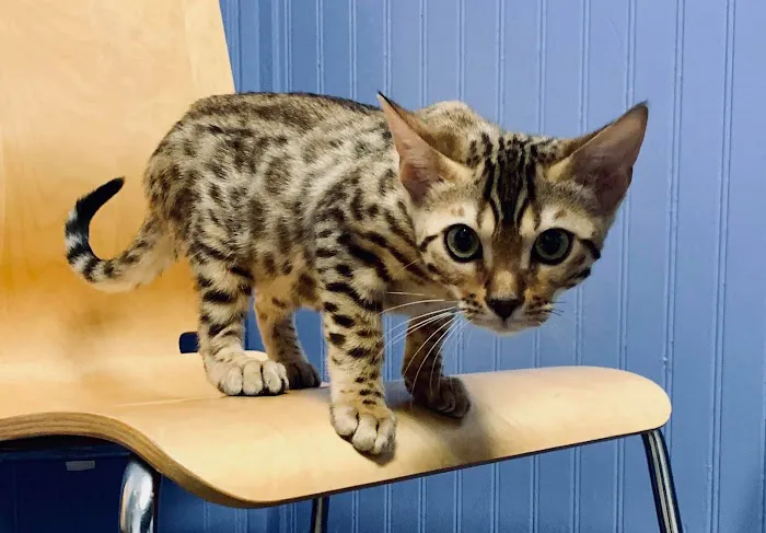 Animal Care of Ponte Vedra 12