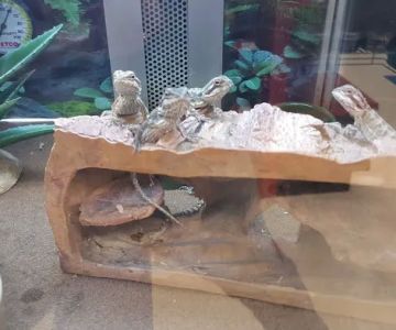 Petco