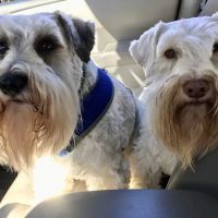 Southern Hills Animal Hospital ico
