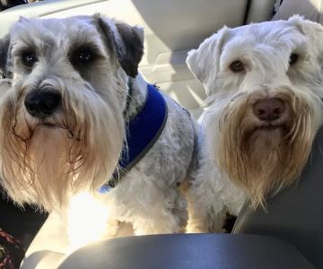 Southern Hills Animal Hospital