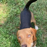 Brambleton Veterinary Hospital ico