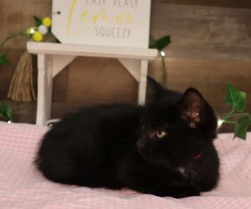 Four Paws and a Tail