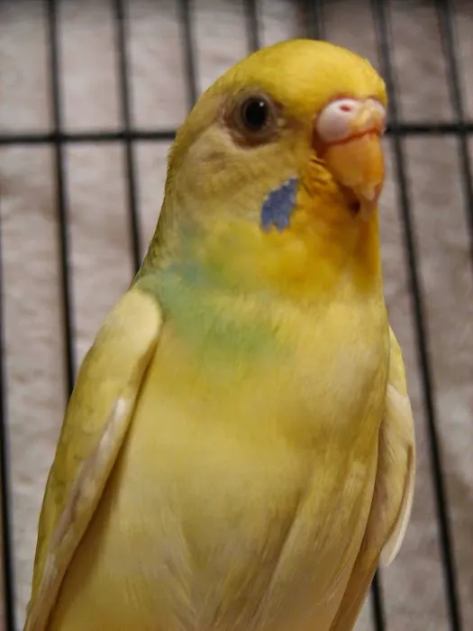 Avian and Exotic Pet Clinic of Roanoke 9