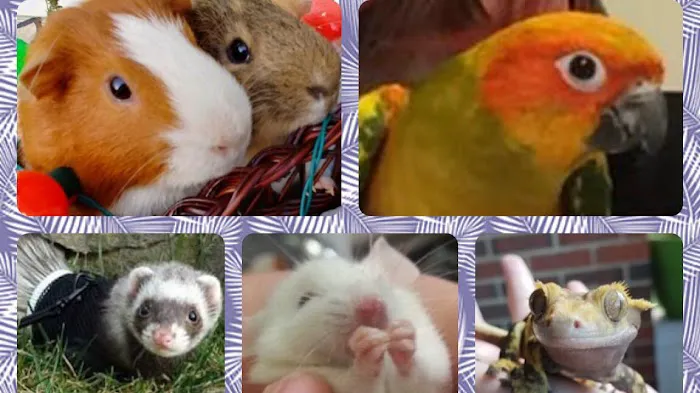 Avian and Exotic Pet Clinic of Roanoke 8
