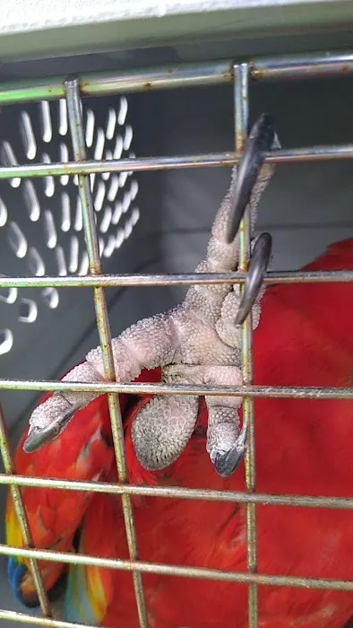 Avian and Exotic Pet Clinic of Roanoke 1