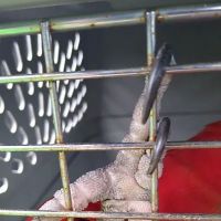 Avian and Exotic Pet Clinic of Roanoke ico