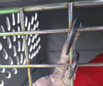 Avian and Exotic Pet Clinic of Roanoke