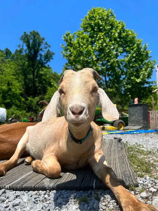 Ironsides Animal Health (formerly Wellfarm Veterinary Consultants) 1