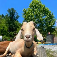 Ironsides Animal Health (formerly Wellfarm Veterinary Consultants) ico