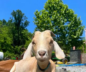 Ironsides Animal Health (formerly Wellfarm Veterinary Consultants)
