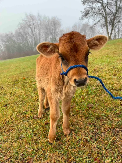Ironsides Animal Health (formerly Wellfarm Veterinary Consultants) 4