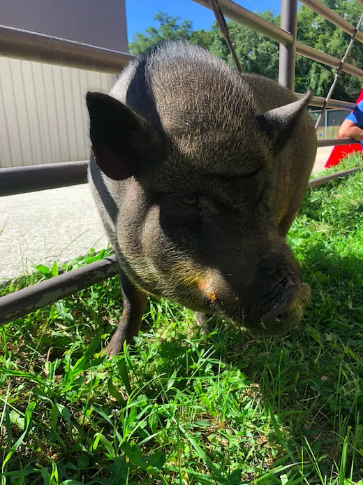 Ironsides Animal Health (formerly Wellfarm Veterinary Consultants) 5