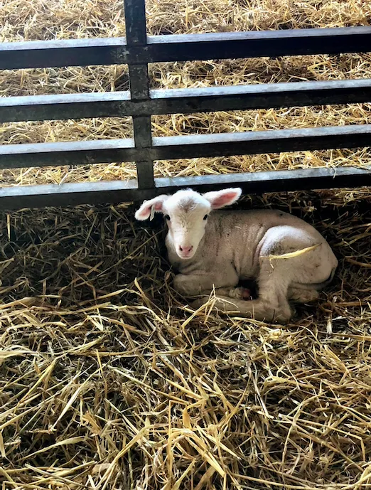 Ironsides Animal Health (formerly Wellfarm Veterinary Consultants) 10