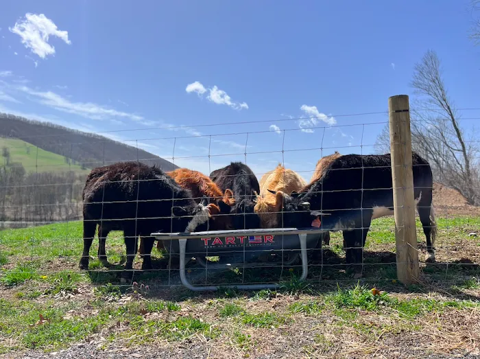 Ironsides Animal Health (formerly Wellfarm Veterinary Consultants) 6