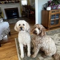 Cave Spring Veterinary Clinic ico