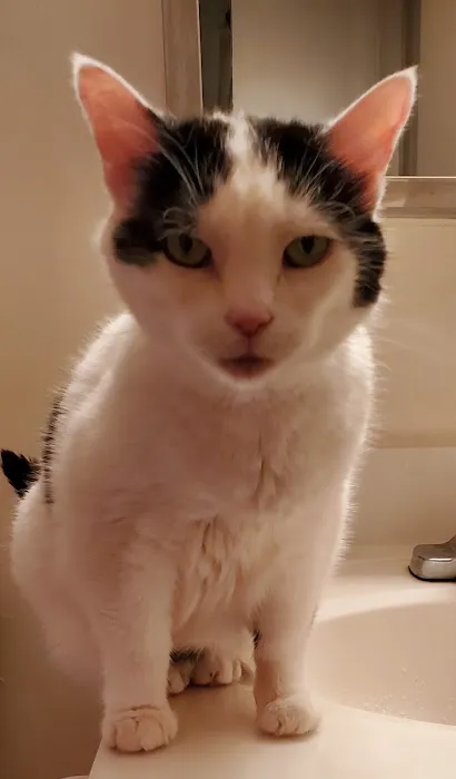 Veterinarians To Cats 1