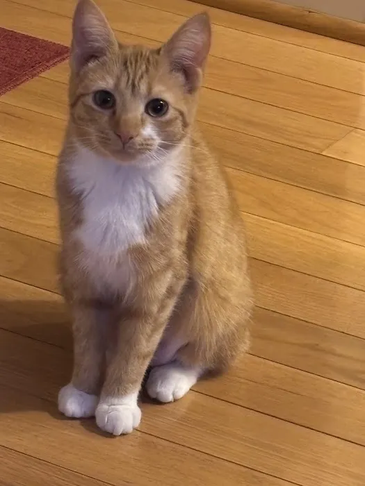 Veterinarians To Cats 3