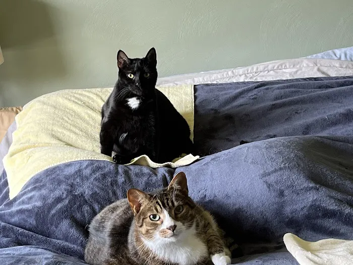 Veterinarians To Cats 5