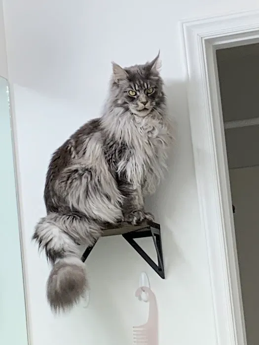 Veterinarians To Cats 6