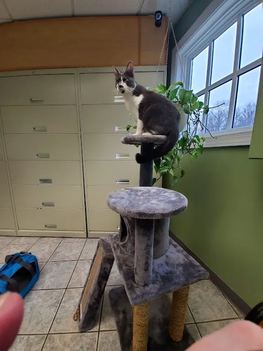 Veterinarians To Cats 4