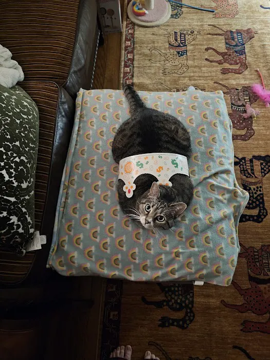 Veterinarians To Cats 7
