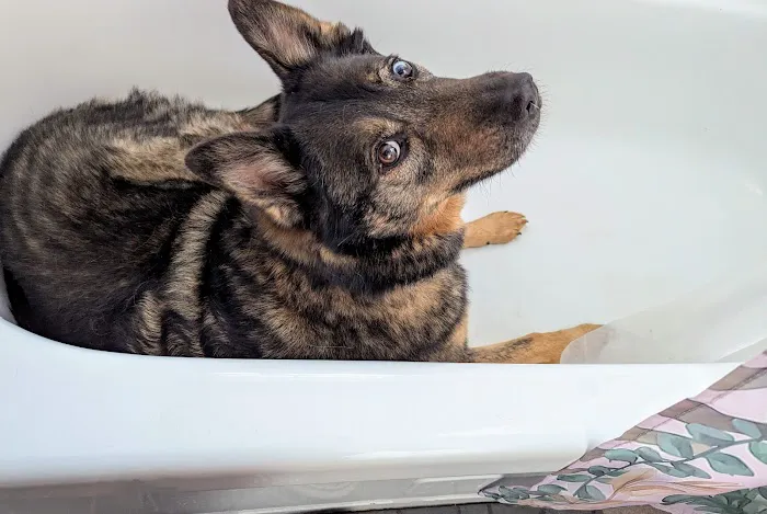 Pet Vet – Roanoke 3
