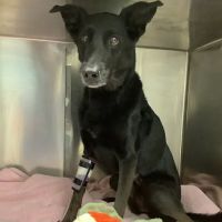 Pet Vet – Roanoke ico