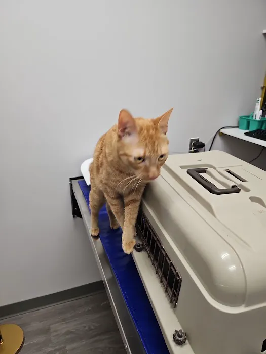 Pet Vet – Roanoke 2