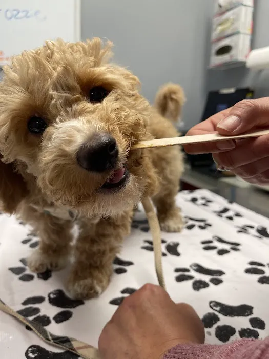 Pet Vet – Roanoke 6