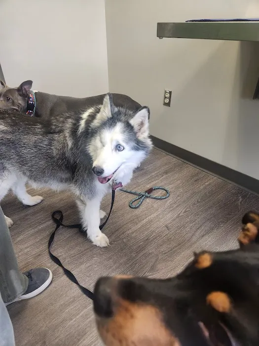 Pet Vet – Roanoke 7