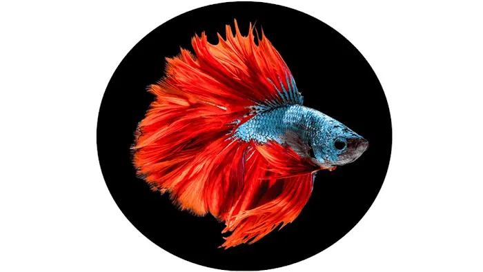 Sea Level 8