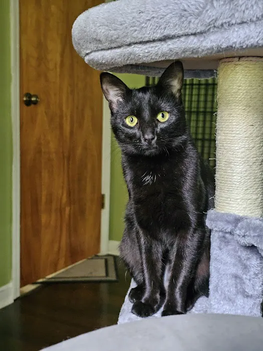 Salem Animal Hospital 2