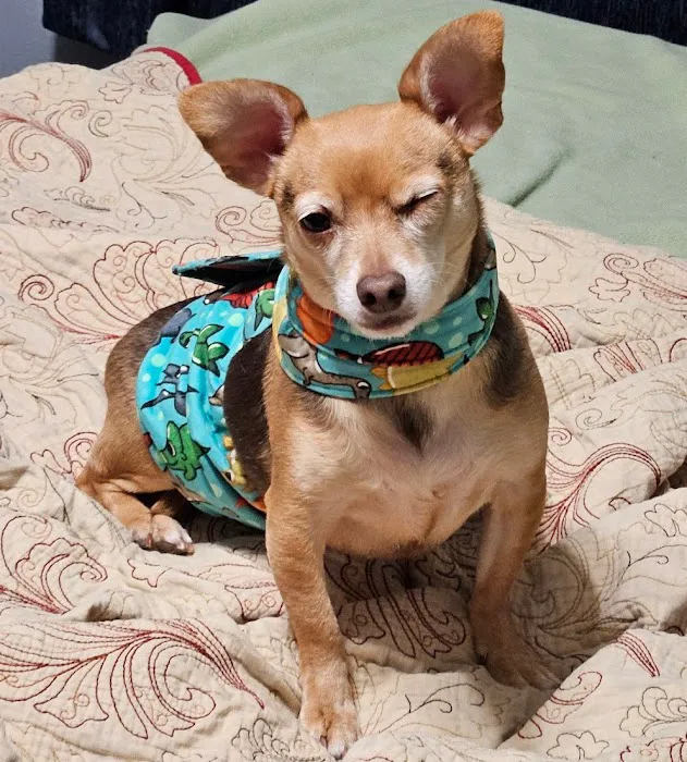 Salem Animal Hospital 7
