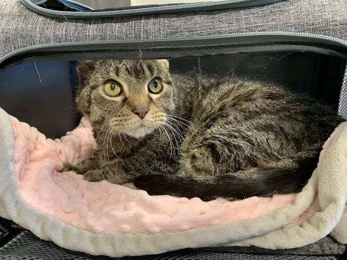 Salem Animal Hospital 5
