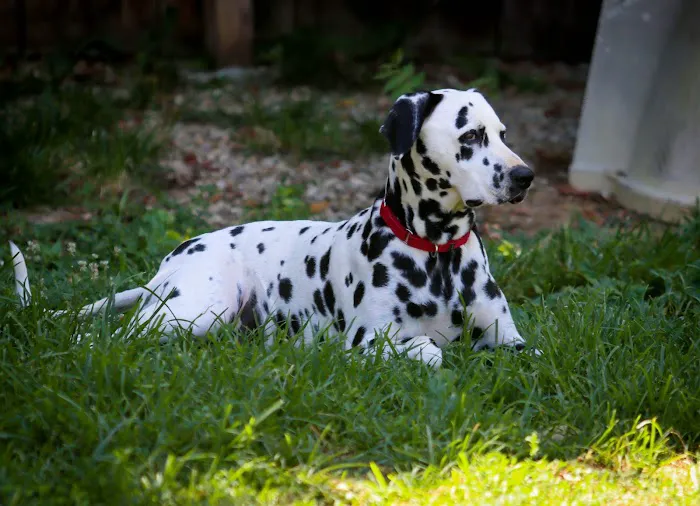 Salem Animal Hospital 1